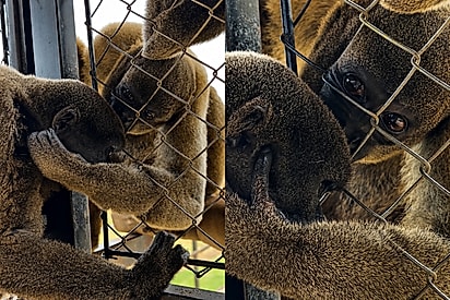 “Fica tranquila, você está segura”: macaca resgatada recebe carinho de outra primata e cena emociona.