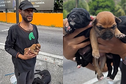 “Ele não abandona nenhum”: homem em situação de rua cuida de cadela e 6 filhotes e emociona vizinhança