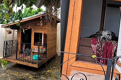 “Lá vem ela de novo”: Cães ganham “mansão” com varanda e sofá no quintal, mas reação à visita da tutora rouba a cena.