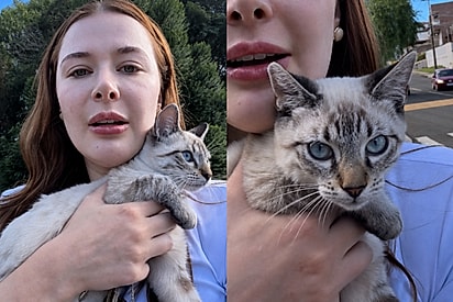 “Acabei de ser contemplada”: mulher encontra gatinho na rua e descobre que ele precisava de um novo lar.