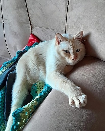 Gatoelho descansando. 