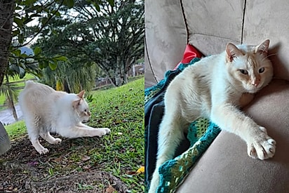 Mistura de gato com coelho? conheça o curioso caso do gatoelho de Santa Catarina