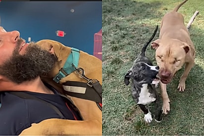 Punido por ser gentil, Herman sobreviveu à crueldade e hoje emociona a internet com sua doçura