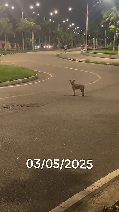 Ele vagava assustado pelas ruas.