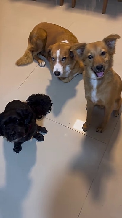 Théo ganhou dois irmãos caninos.