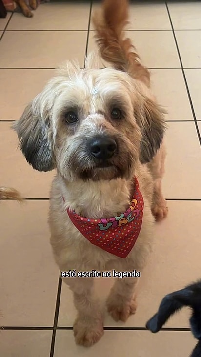 A cachorrinha tem apenas dois anos.