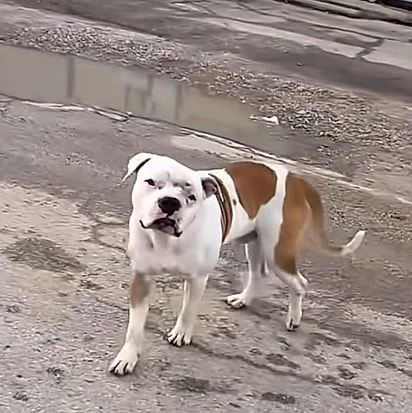 Alguém filmava o cão nas ruas enquanto fazia comentários ofensivos sobre a aparência dele.