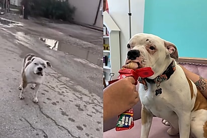 Cachorro que era humilhado por causa de sua aparência finalmente conhece o que é ser amado após muito sofrer