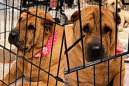 “Ela foi toda arrumadinha”: sharpei espera por adoção em feirinha, mas volta para o abrigo sem família.