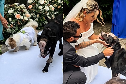 “Meu milagre chegou”: casal emociona convidados ao ver cães com câncer levando alianças no casamento.