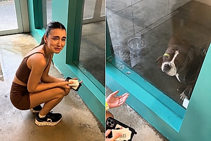 “Foi por isso que não fiz veterinária”: jovem se emociona em canil e desaba ao ver cão esperando uma chance.