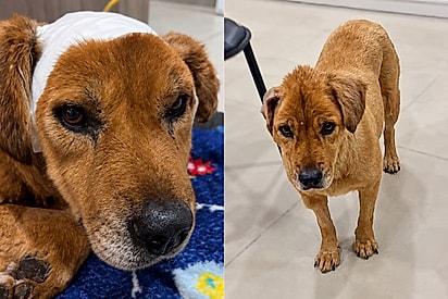 Conheça Ursa: resgatada dentro de um saco plástico e com feridas graves, cadela surpreende equipe veterinária.