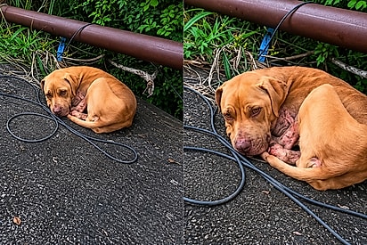 Rapaz não consegue ignorar olhar triste de cachorrinho infestado de moscas e apresenta pra ele o que é ser amado.