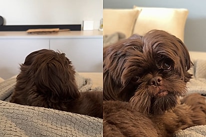 Vocês já viram cão com preenchimento labial: Tutora viraliza ao mostrar shih tzu de lábios perfeitos