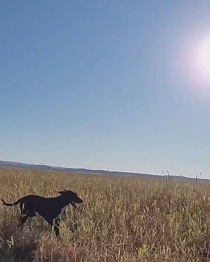 Cão Robson acompanhando Saulo.