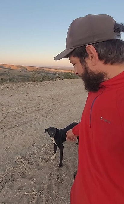 Os cães continuavam acompanhando o viajante.