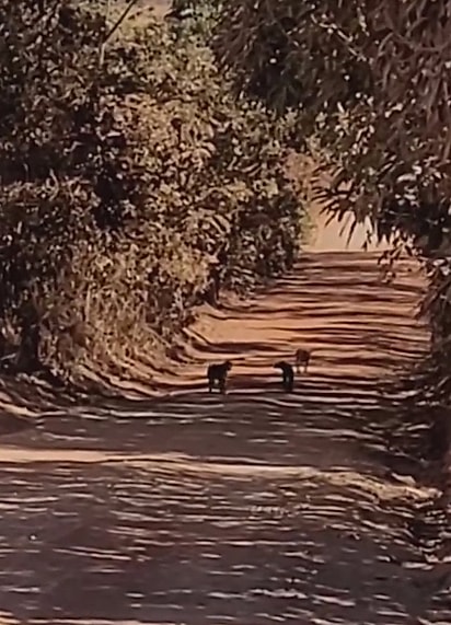 Saulo conseguiu despistar os cães.