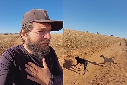 “A pior coisa que eu fiz foi abandonar esses cachorros”: viajante se emociona após cães o acompanharem pelo caminho