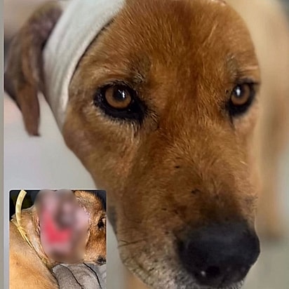 Ursa está quase 100% recuperada e espera por um lar.
