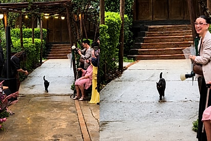 Gatinho participa da cerimonia do casamento