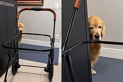 Golden fica triste ao ver carrinho de cãozinho que virou estrelinha e mostra que animais também sentem saudade.