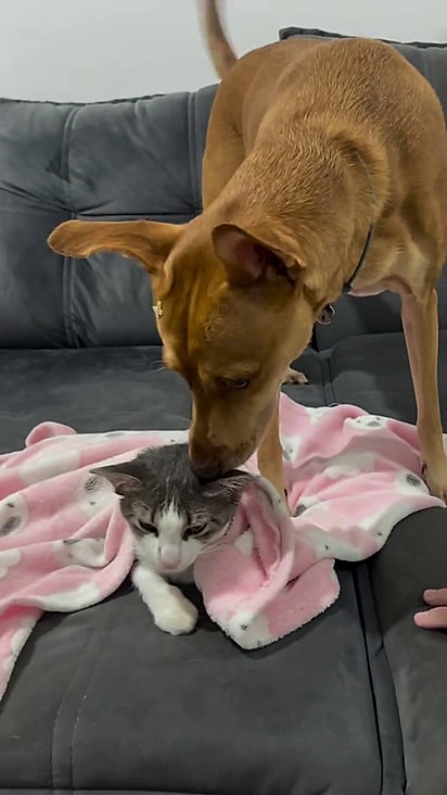 Anja ficou muito preocupada com a irmã felina.