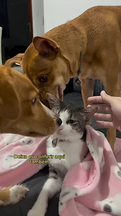 Os cães pareciam preocupados com a gatinha.
