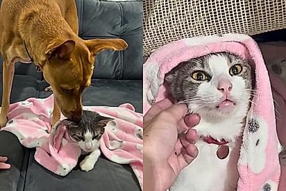 Cachorra rosna para proteger gata sonolenta após uso de medicamento calmante