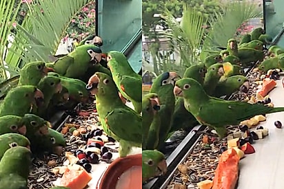 Que presente: Moça faz café da manhã de luxo para aves e dezenas delas aparecem na sua janela