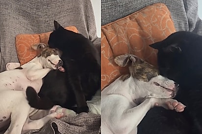 Família adota vira lata de 3 meses e gata assume maternidade imediatamente