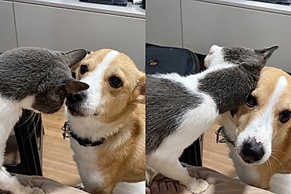 “Essa será minha maior vigarice”: gatinha conquista cachorro da família e transforma lar temporário em adoção.
