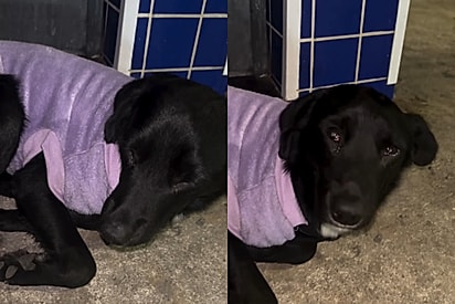 Abandonado, cachorrinho ganha o nome de Tristão por até hoje não compreender a solidão