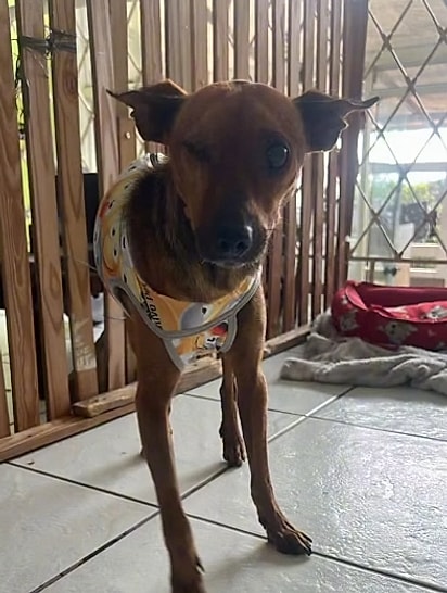 Toddy segue no abrigo esperando por uma família.