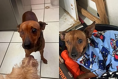 Apenas por não ter um olhinho, cão de porte pequeno até hoje não teve nenhum interessado