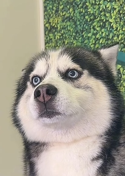 A expressão do cachorro chamou atenção dos internautas.