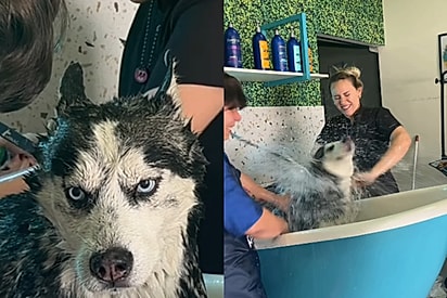 ‘Toda felicidade virou dor e sofrimento’: Groomer atende husky pela primeira vez e conta que sofreu ‘batalha espiritual fortíssima’
