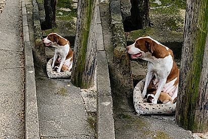 Cadela e seus filhotes foram acolhidas após serem maltratadas na rua