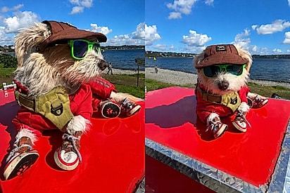 “De boné, óculos e tênis”: cachorrinha viaja o mundo em mini motorhome puxado por bicicleta.