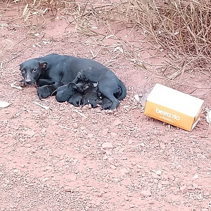 A cachorrinha foi abandonada com seus filhotes.