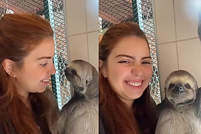 “Quem precisa de glamour quando tem essa carinha linda dando bom dia?”: jovem viraliza ao mostrar amizade com preguiça