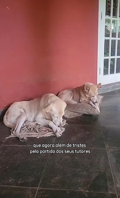 As cachorrinhas estão em busca de um lar.