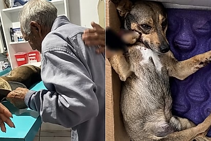 “Não saiu do lado dele”: idoso de 96 anos chora ao ver seu cão atropelado e recebe ajuda de moradores.