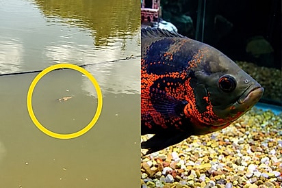 “Ele nunca esqueceu”: peixe criado em aquário é solto no açude e surpreende ao voltar sempre que tutor chama.