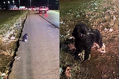 “Milhares passaram e ninguém parou”: em rodovia movimentada, cachorrinho idoso assustado parecia não entender por que foi abandonado