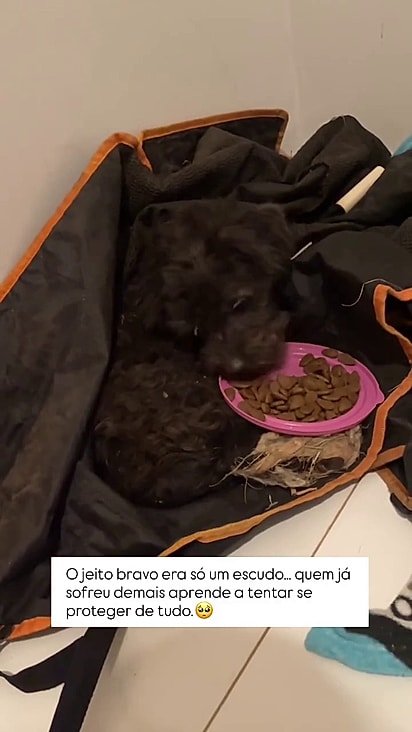 O cão aceitou comer após passar a confiar na protetora.