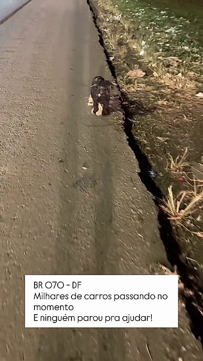 O cão estava parado na rodovia e corria risco de vida.