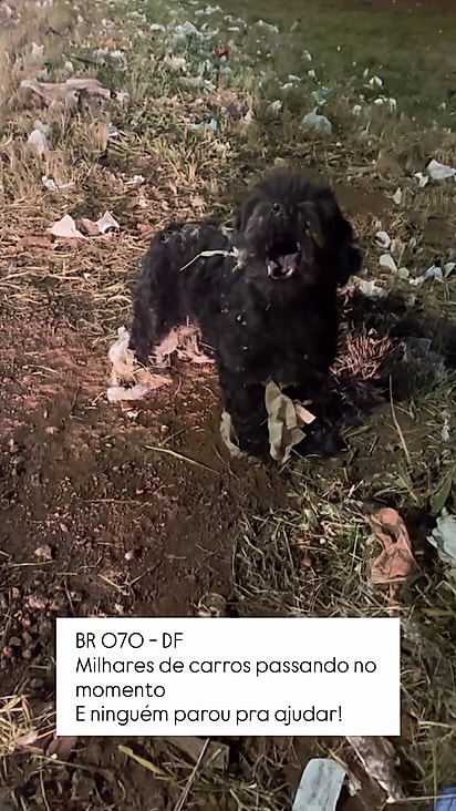 O resgate exigiu muita paciência porque o cão estava muito assustado.