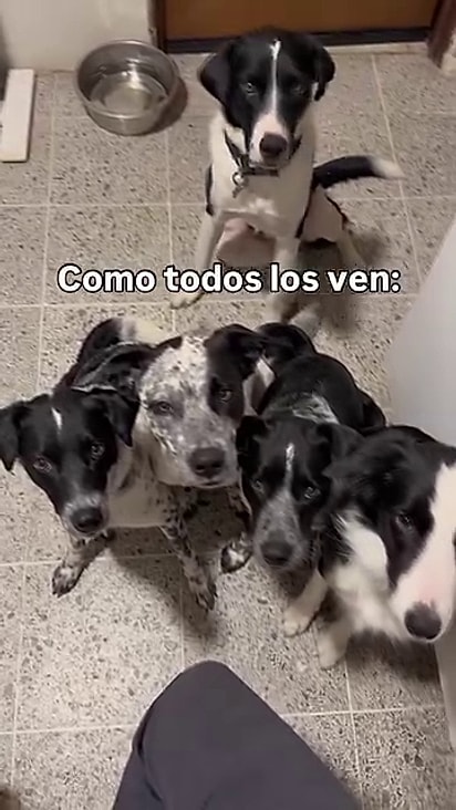 Dos 6 cães, Andrea ficou com 5.