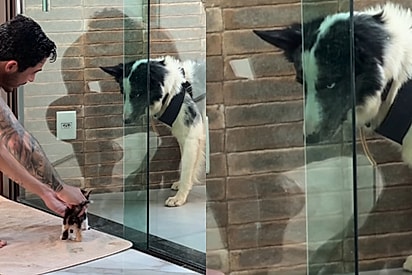 Border collie tem a pior reação ao ver nova irmã felina, mas 3 dias depois algo mágico acontece
