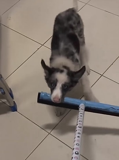 Desde filhote, Jack é conhecido por fazer bagunça.
